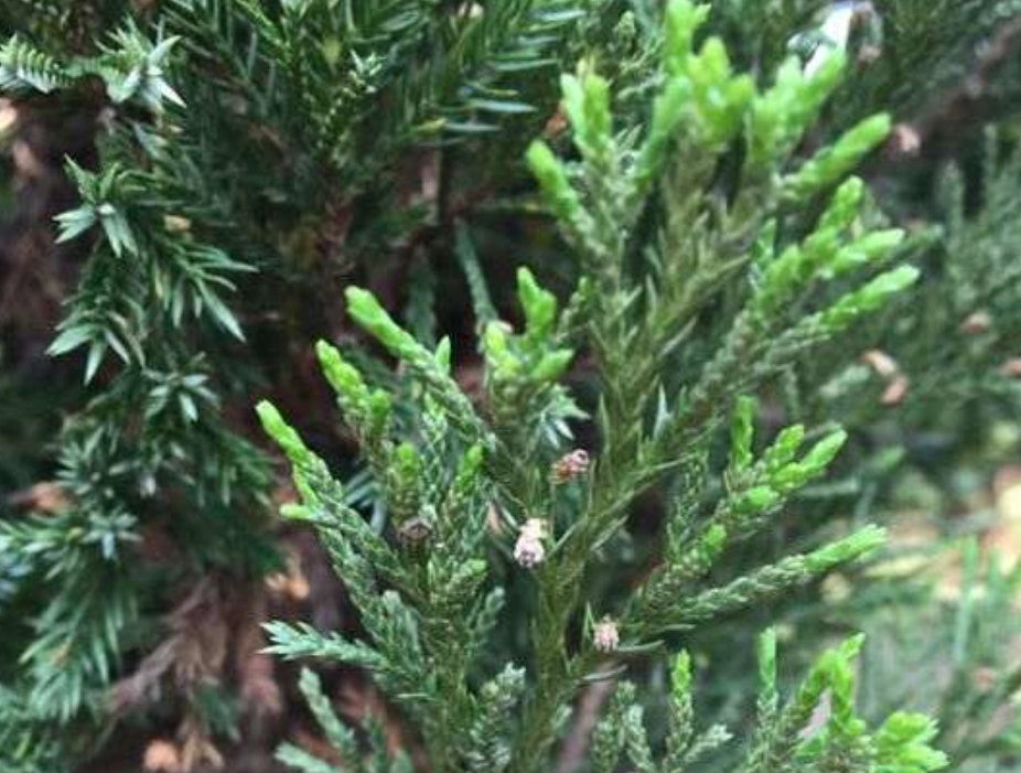 真柏刺化 真柏刺化