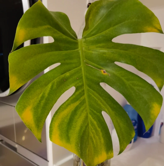 龜 背 竹 葉子 變 黃