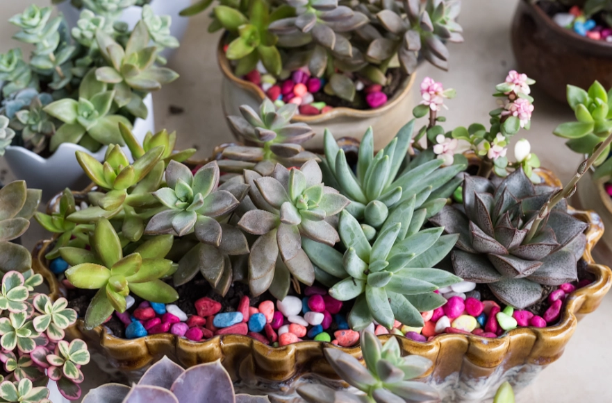 多肉植物如何繁殖