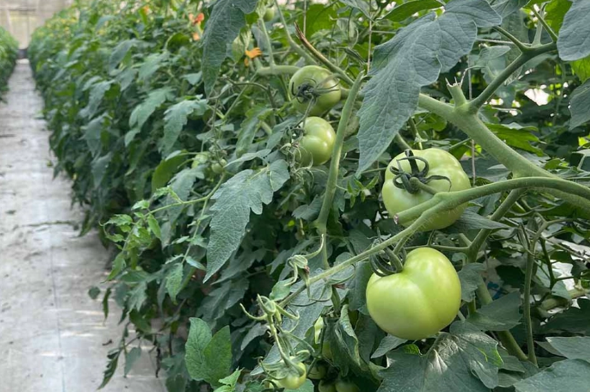 牛番茄生長週期 牛番茄生長週期