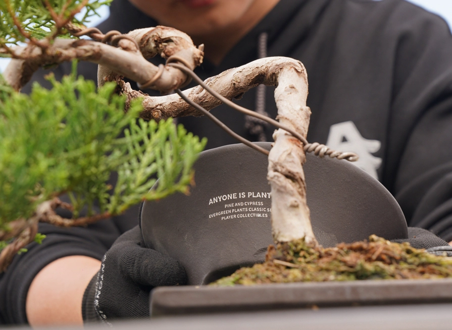 真柏換盆注意事項