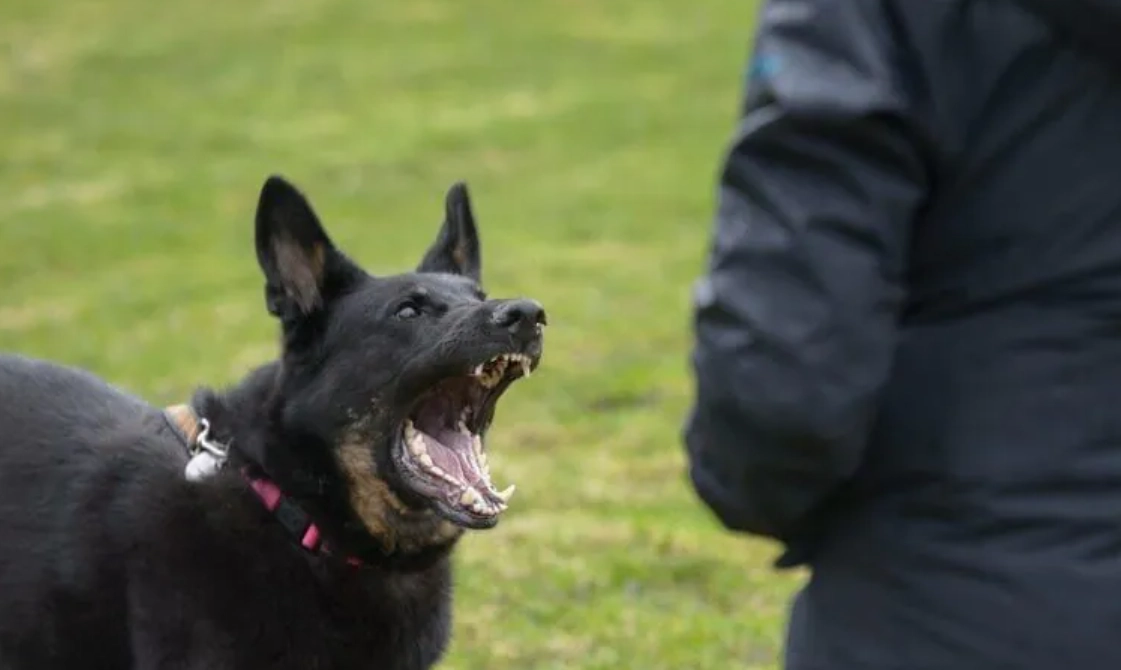 梦见被狗追万字