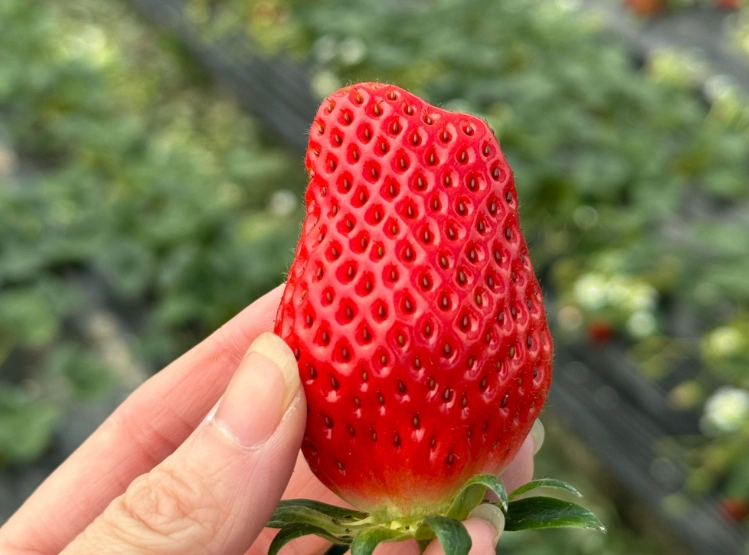 大湖草莓一斤多少錢