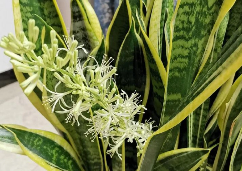 虎尾蘭開花結果