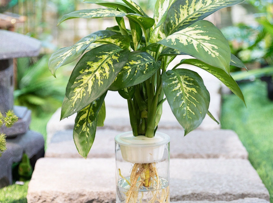 不需要陽光的水種植物