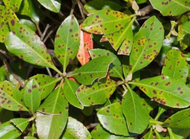 沙漠玫瑰葉斑病 沙漠玫瑰葉斑病