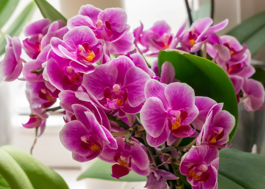 蝴蝶兰需要阳光吗