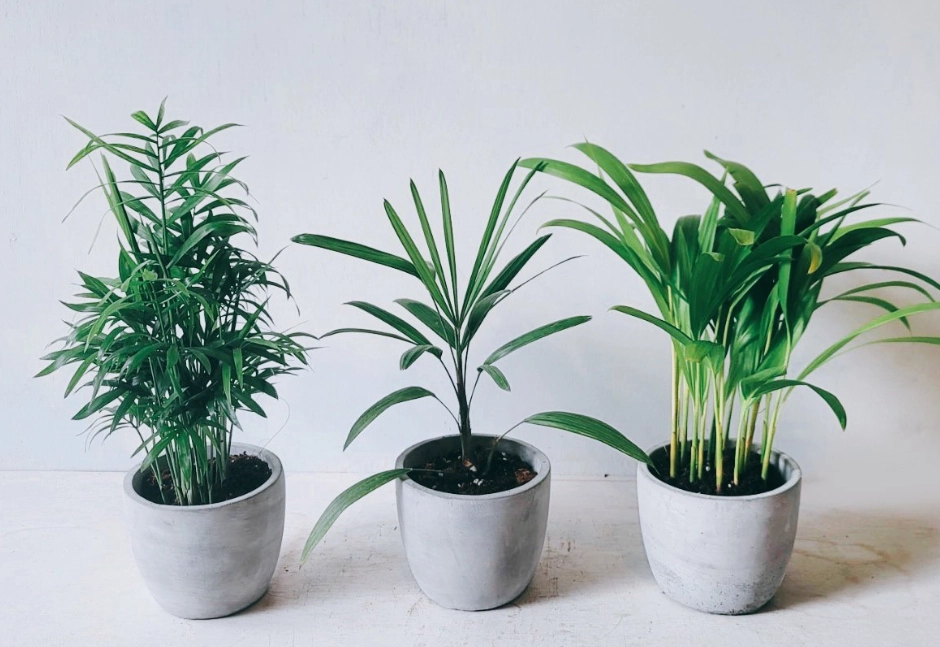 袖珍椰子貓照顧指南：室內綠植新手的救星，避開這5個致命錯誤