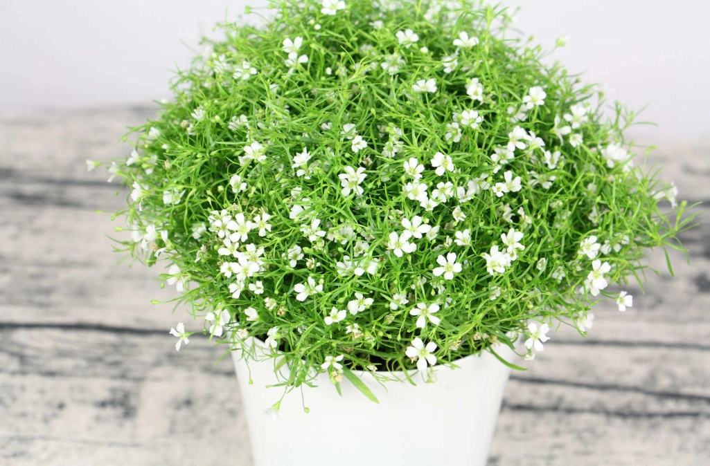 蘭花種植注意事項