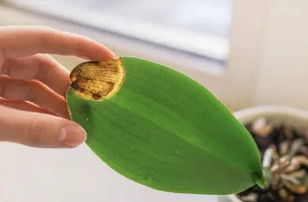 蘭花葉子變軟怎麼辦 蘭花葉子變軟怎麼辦