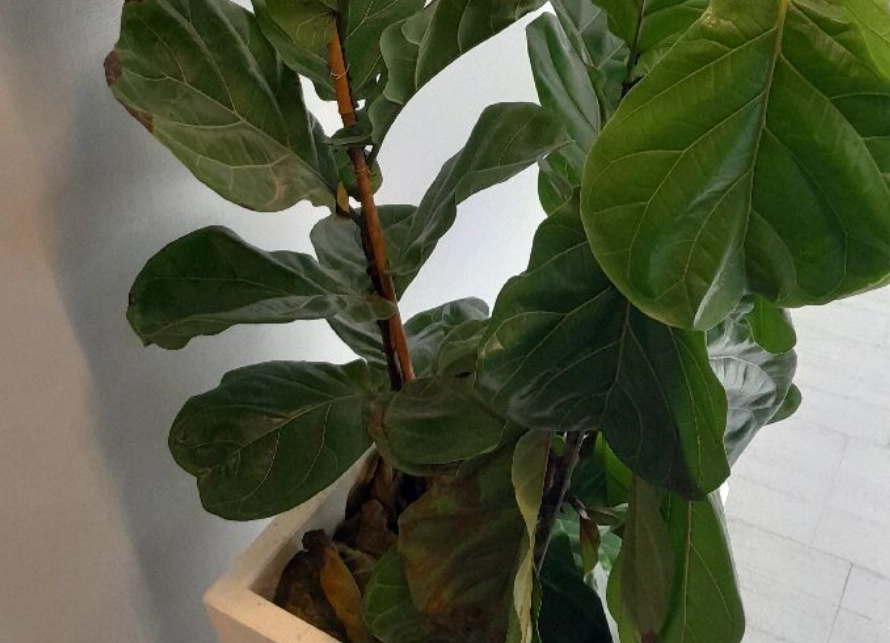 琴葉榕葉子下垂