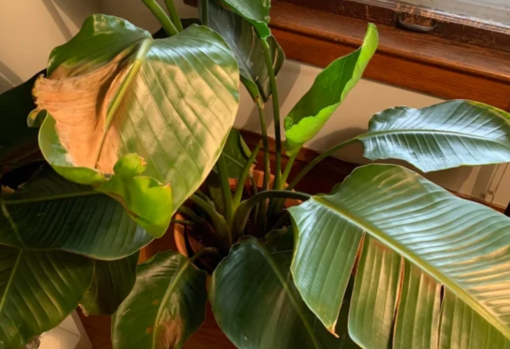 天堂鳥曬傷 天堂鳥曬傷