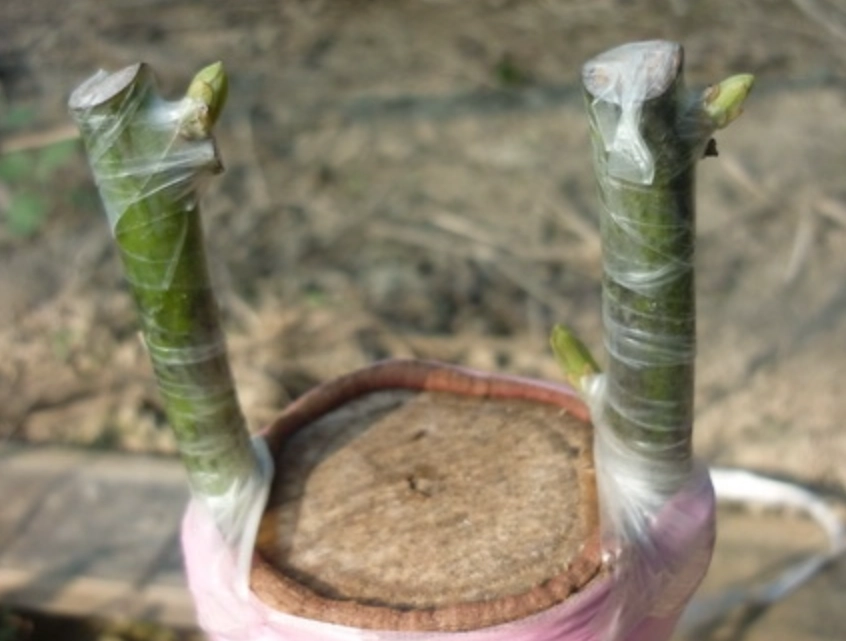 酪梨嫁接最佳時期 酪梨嫁接最佳時期