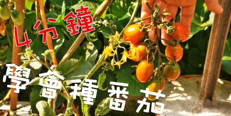 自己種小番茄