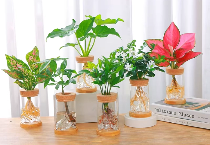 水耕種植系統 水耕種植系統