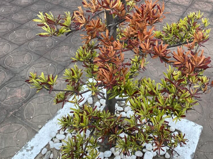 羅漢松枯死原因