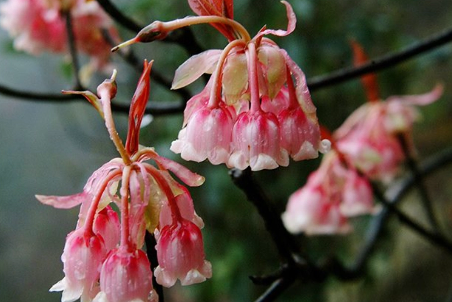 吊鐘花照顧全攻略：從澆水到修剪，輕鬆養出夢幻花瀑