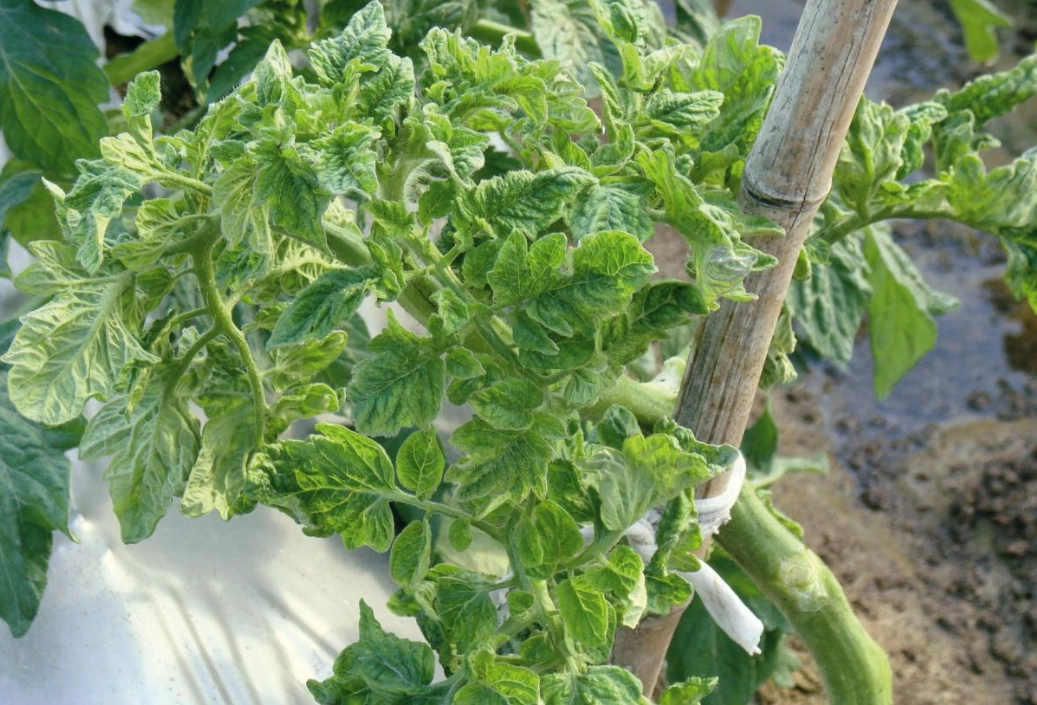 番茄病害有機防治