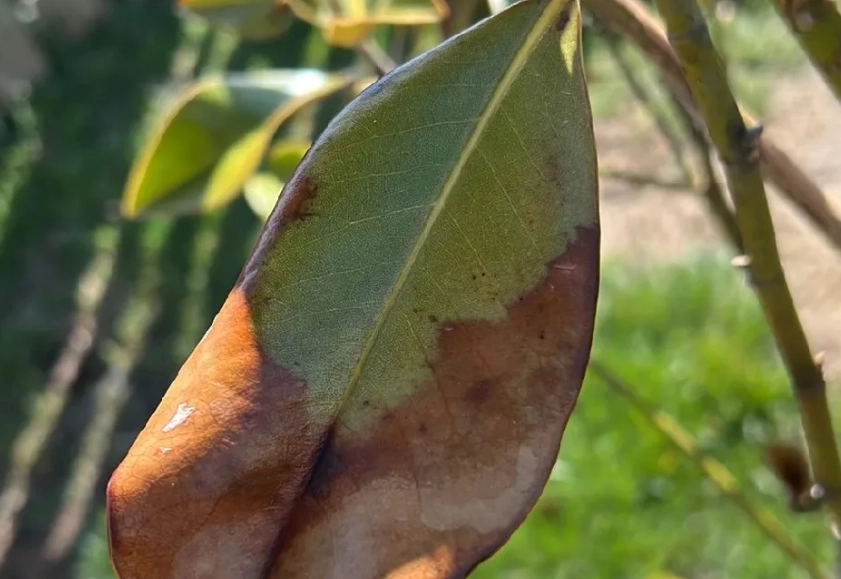 玉蘭花葉子枯黃