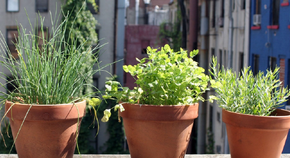 香草全日照 香草全日照