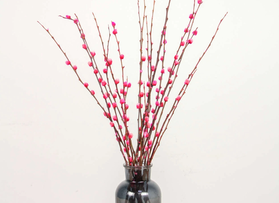 銀柳太長 銀柳太長