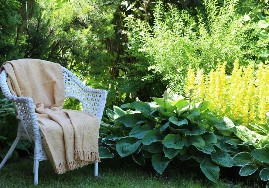 室外耐陰植物 室外耐陰植物
