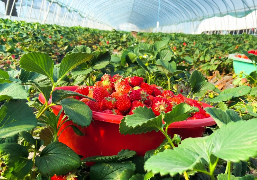 雲林採草莓推薦