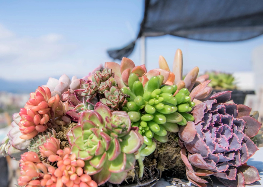 肉肉植物怎麼養