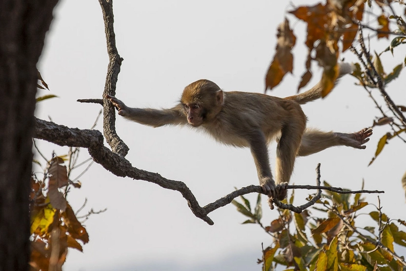夢見猴子在樹上