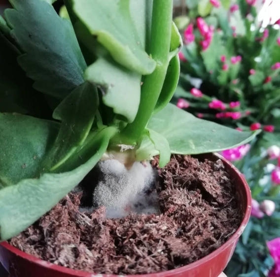 植物發霉怎麼辦