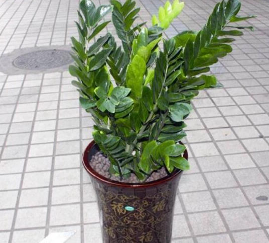 金錢樹換盆 金錢樹換盆