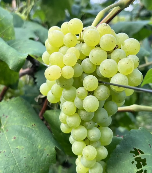 無籽葡萄怎麼種