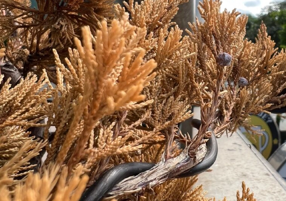 柏樹枯萎 柏樹枯萎