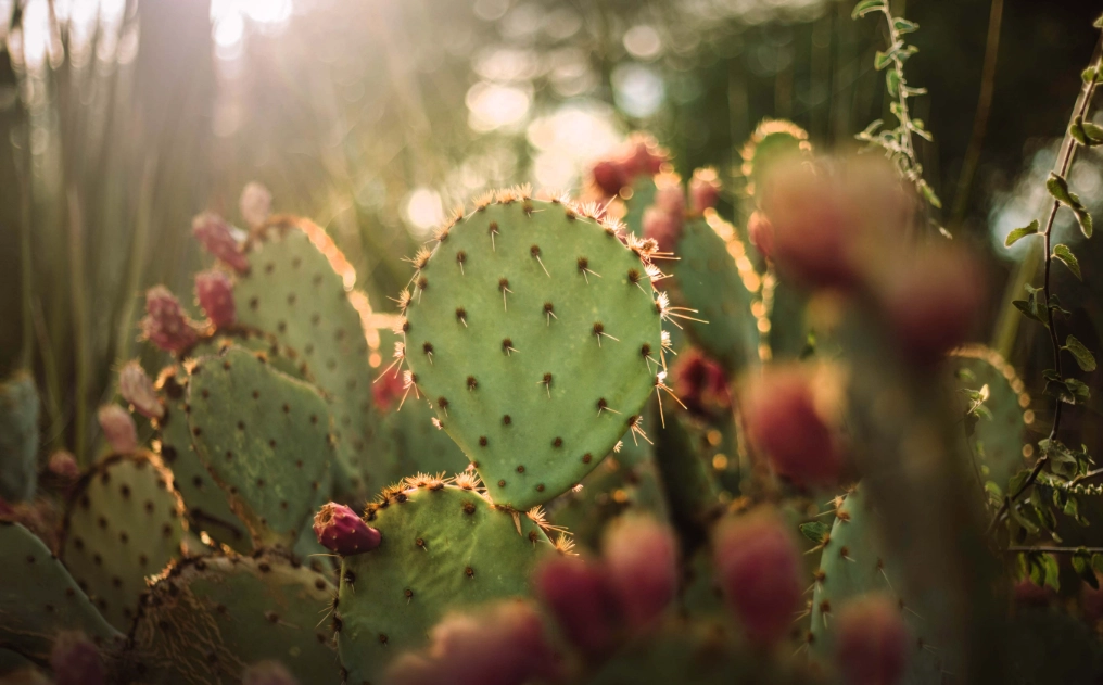 仙人掌萃取物功效全解析：抗老、保濕與修護肌膚的綠色奇蹟