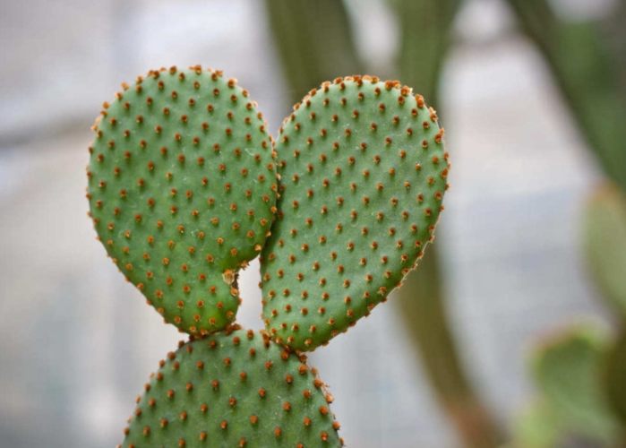 仙人掌冬天澆水 仙人掌冬天澆水