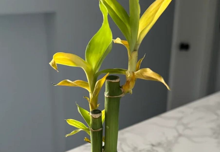 富貴竹葉變黃 富貴竹葉變黃