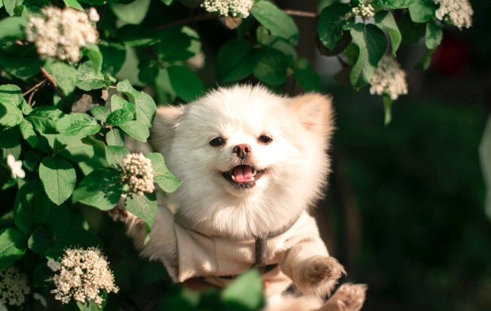 對狗無害的植物