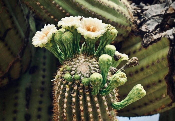 仙人掌可以放家裡嗎 仙人掌可以放家裡嗎