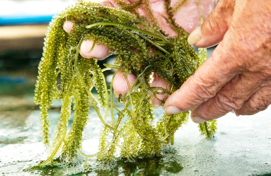 沖繩海葡萄可以帶回台灣嗎 沖繩海葡萄可以帶回台灣嗎