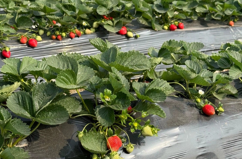 苗栗大湖草莓園