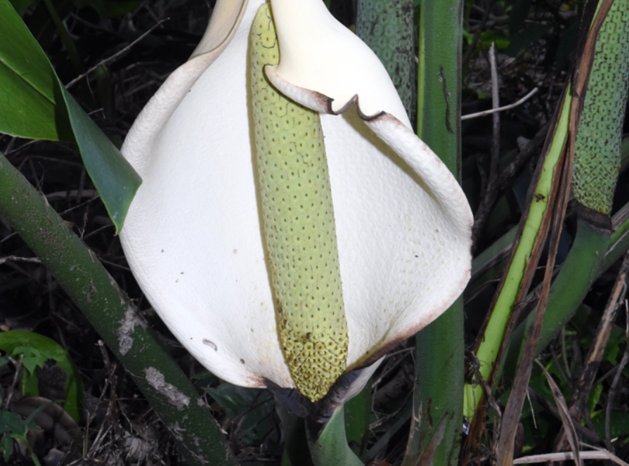 龜背芋花全攻略：從選購到開花，新手也能養出巨葉的秘訣