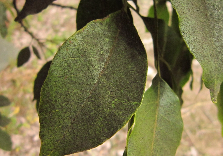 金錢樹葉子變黑