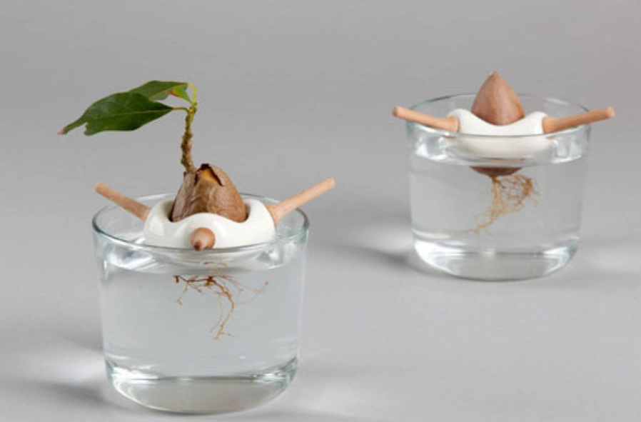 酪梨水耕轉土耕