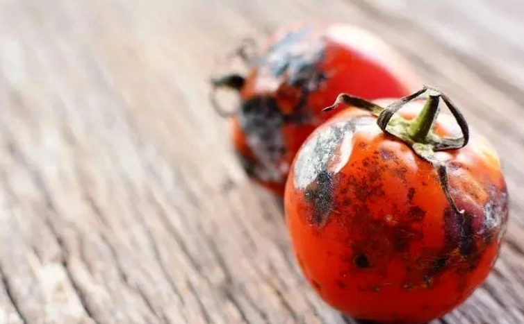 番茄變黑可以吃