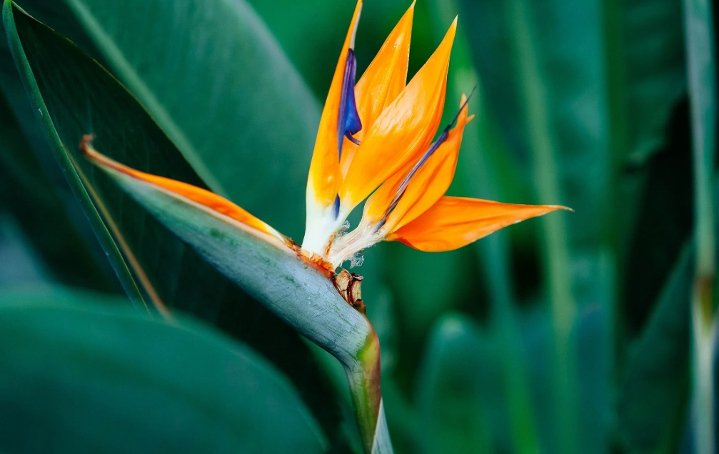 天堂鳥多久開花 天堂鳥多久開花