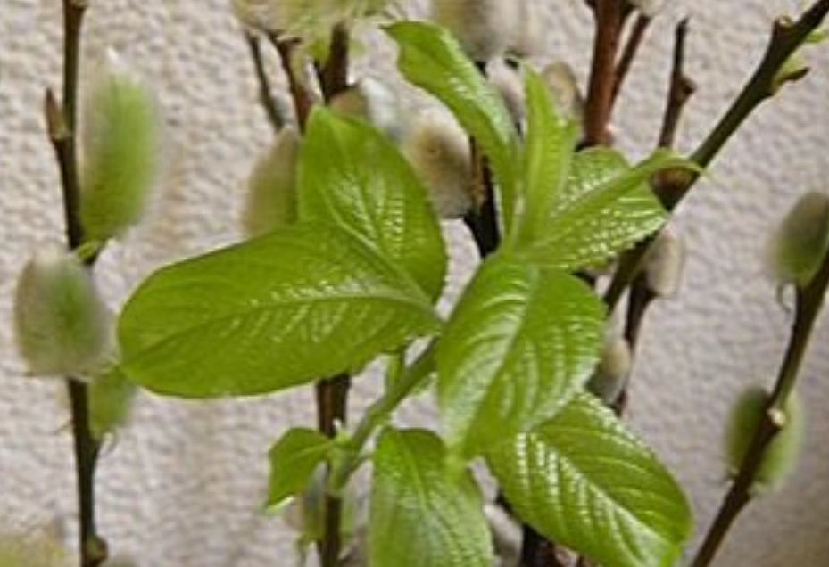 銀柳長葉子 銀柳長葉子