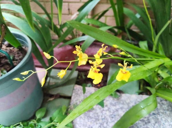 跳舞蘭可放多久