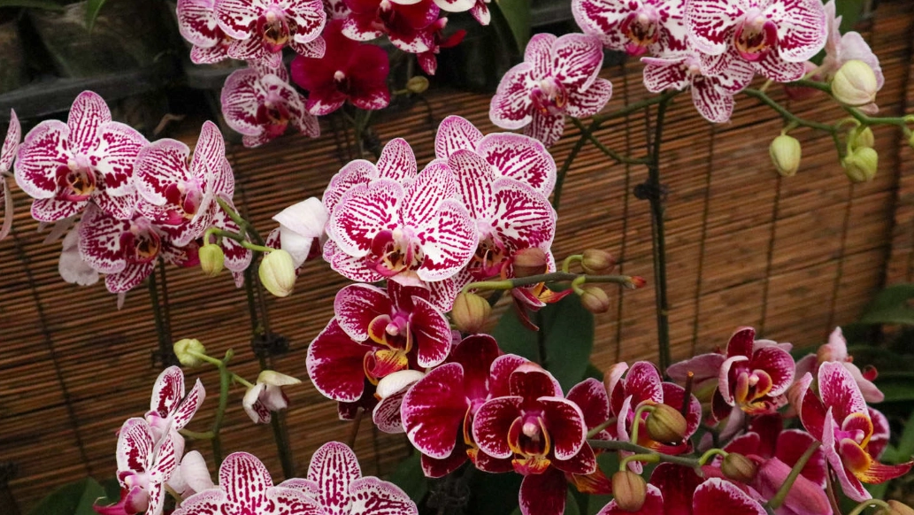 蝴蝶蘭一年開幾次花