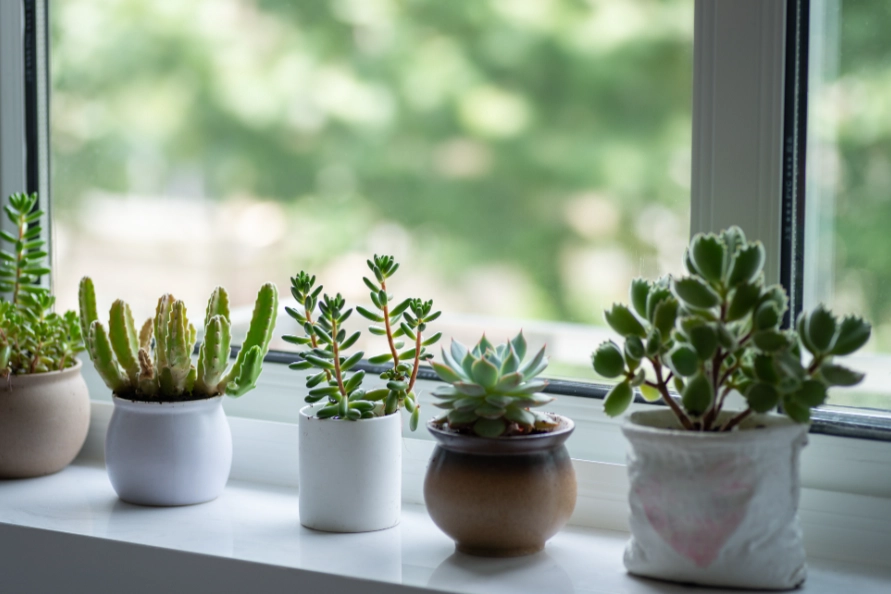 適合辦公室的多肉植物