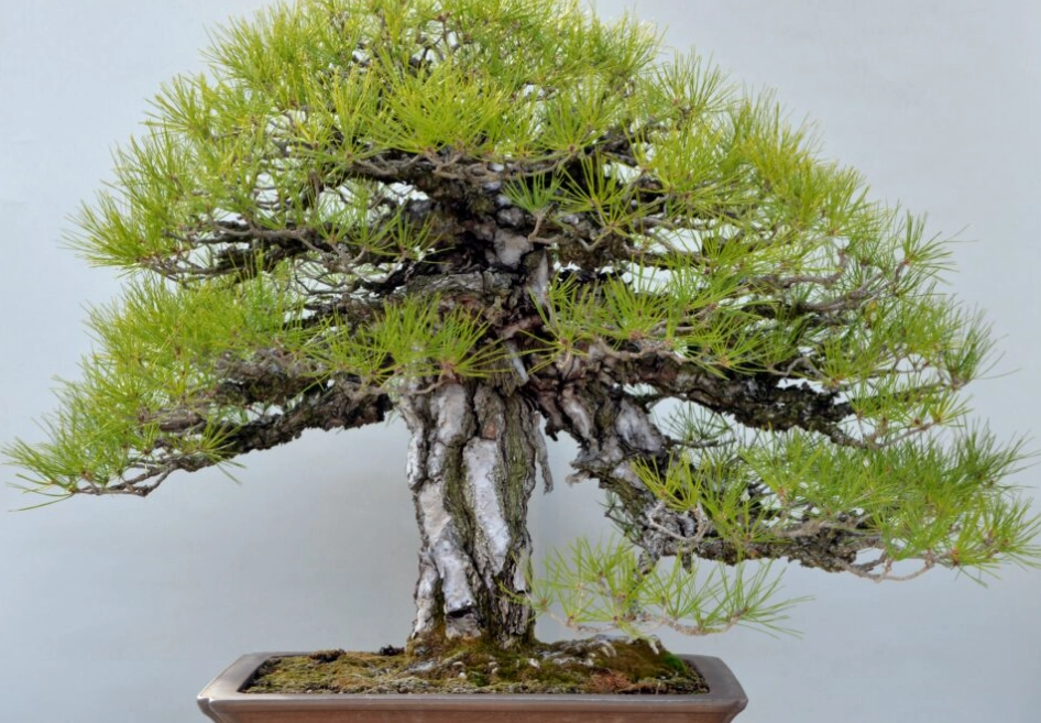 赤松盆栽養護全攻略：從新手到專家的造型、澆水與病蟲害管理心法